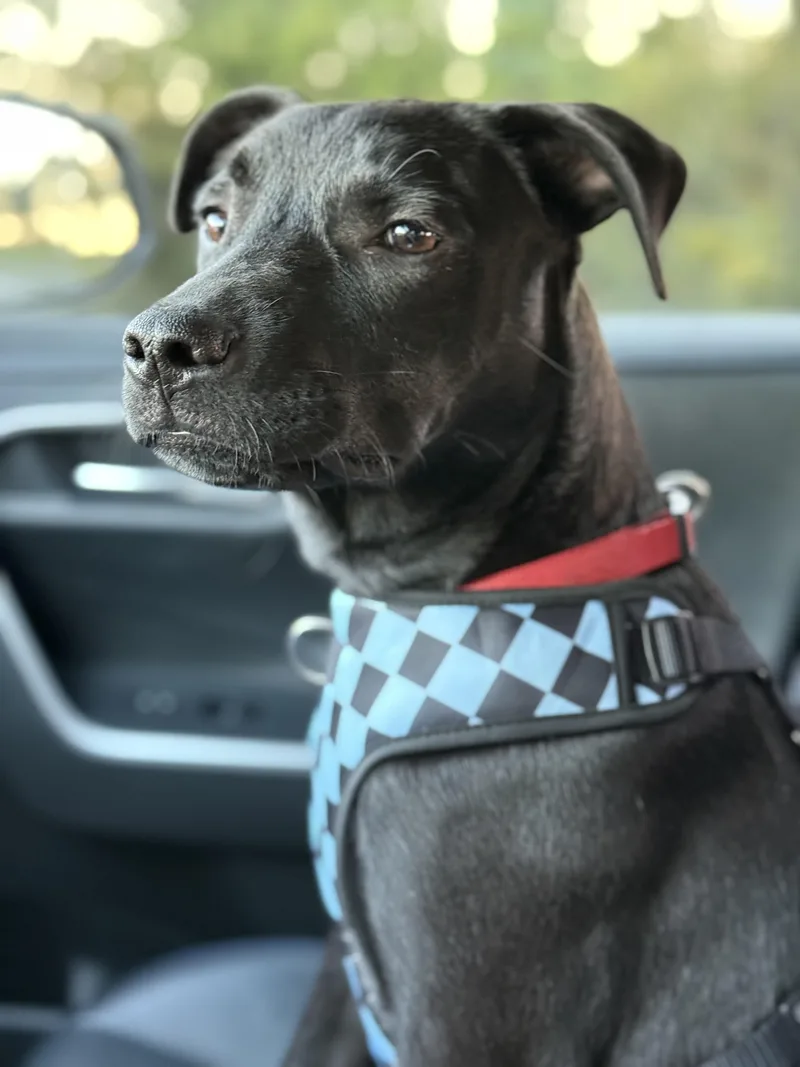 Dodgersponsored W Approved App