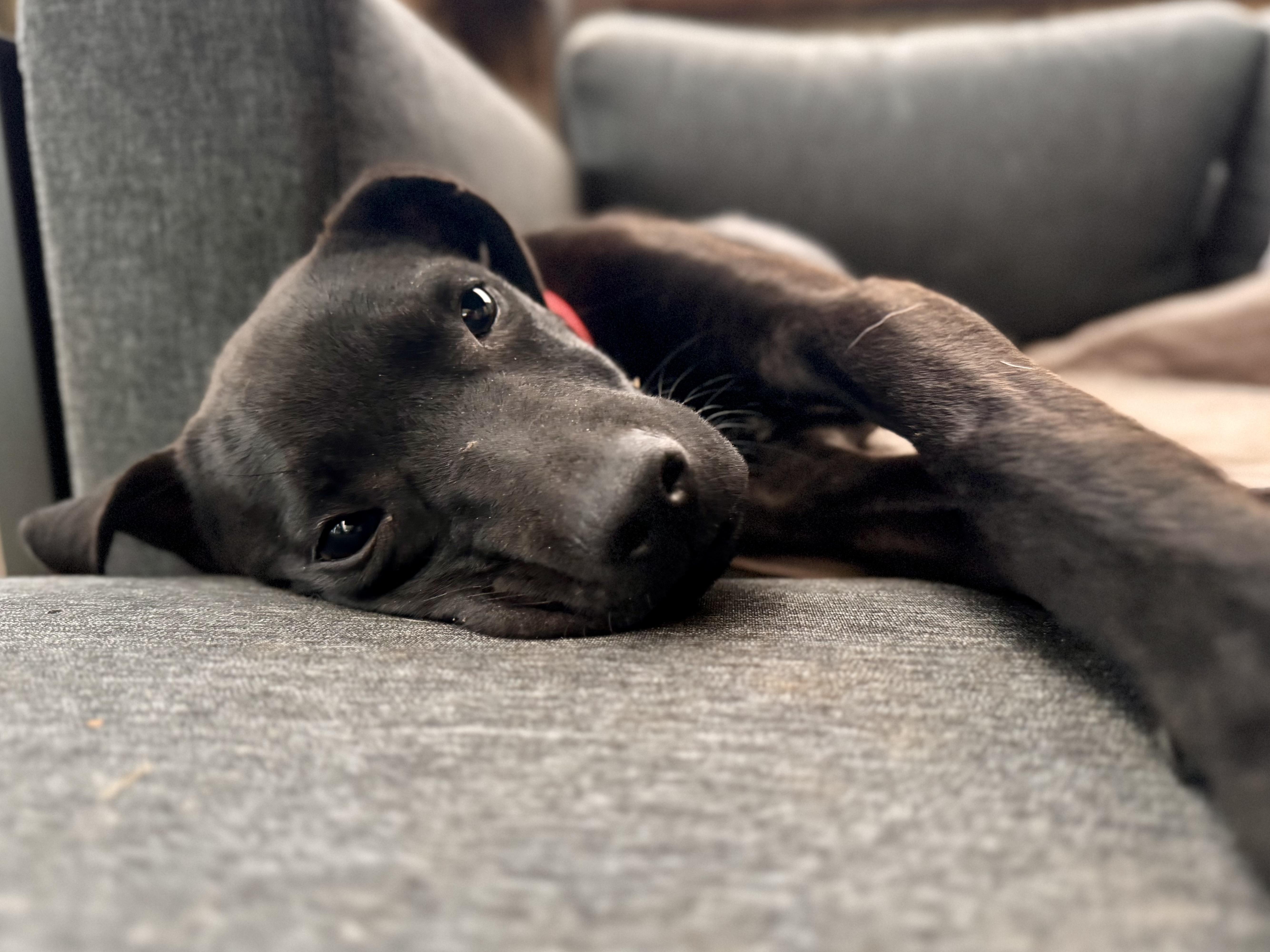 Dodgersponsored W Approved App thumbnail 3