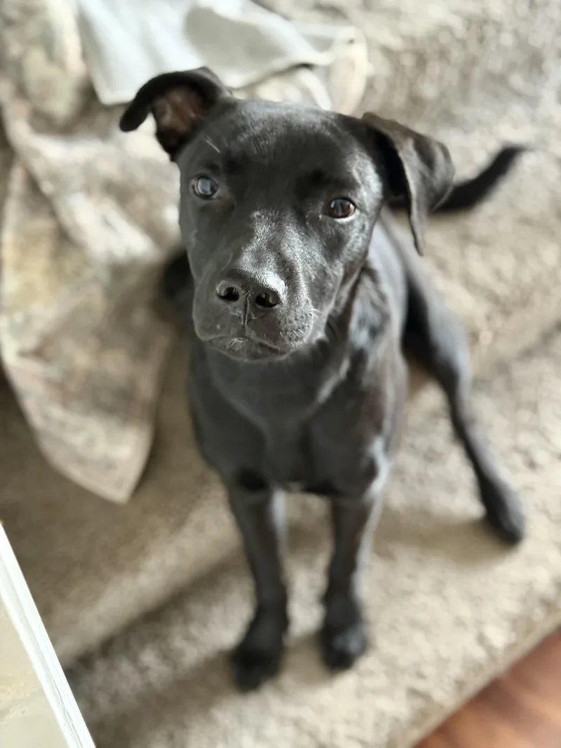 Dodgersponsored W Approved App thumbnail 4