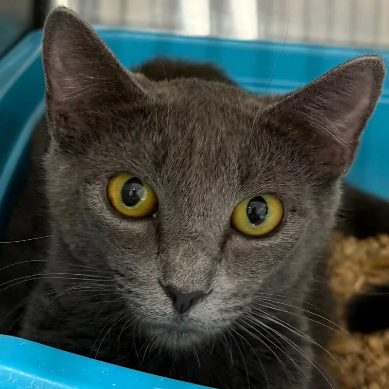 An adult small-sized female Gray / Blue / Silver Domestic Short Hair cat named Ms Jumbo for adoption in Bensalem, PA