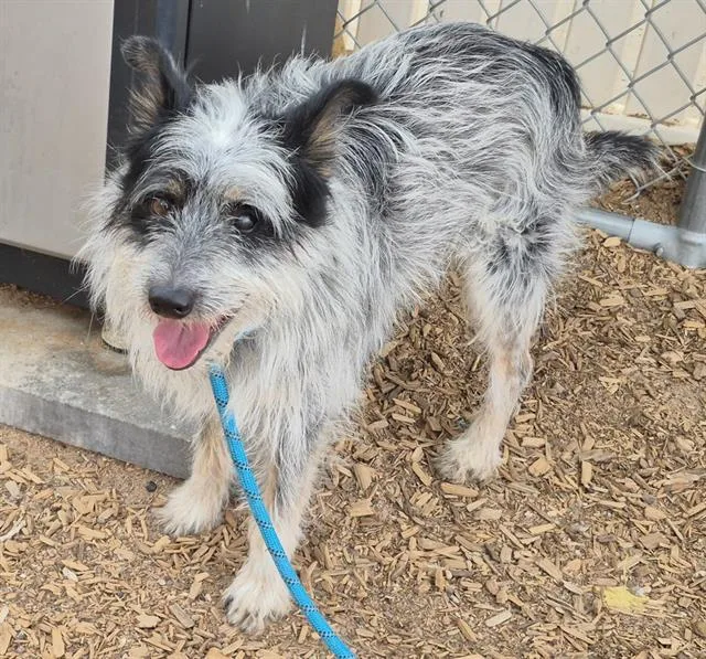 A young small-sized male Schnauzer dog named Muppet for adoption in Albuquerque, NM