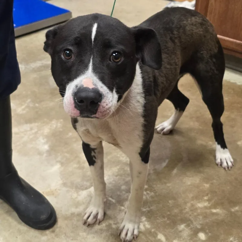 An adult large-sized female Black Terrier dog named Lola May U for adoption in Tupelo, MS