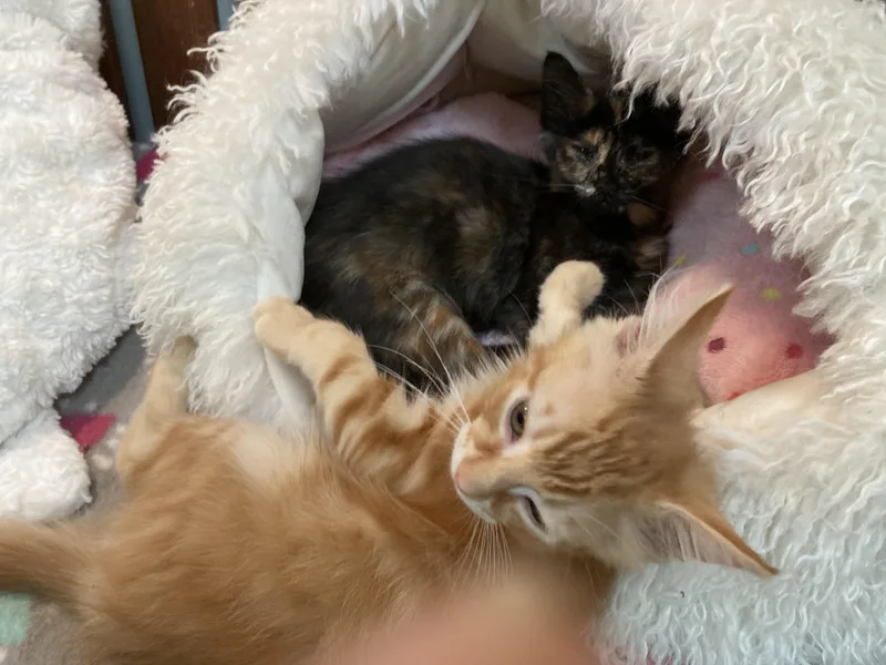A baby medium-sized male Tabby (Orange / Red) Domestic Short Hair cat named Nelson for adoption in Philadelphia, PA