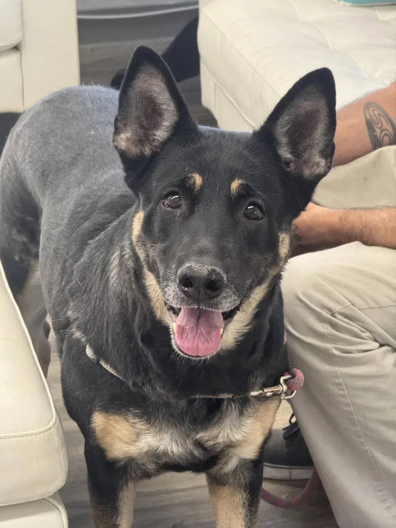An adult medium-sized female German Shepherd Dog dog named Nala for adoption in Sonora, CA