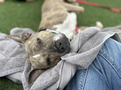 An adult large-sized female Yellow / Tan / Blond / Fawn Pit Bull Terrier dog named Starmeshia for adoption in Kansas City, MO