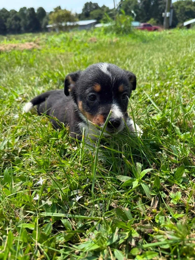 A baby medium-sized male Mixed Breed dog named Jackie for adoption in Russellville, KY