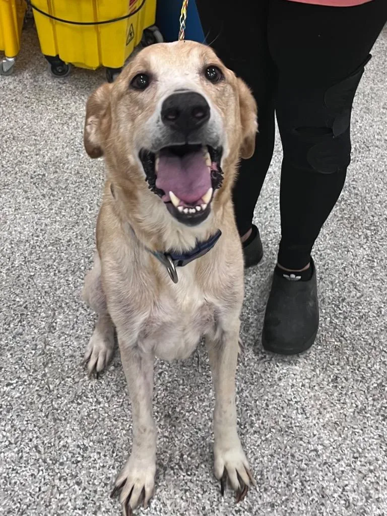 An adult medium-sized male Labrador Retriever dog named Max for adoption in Auburn, IN
