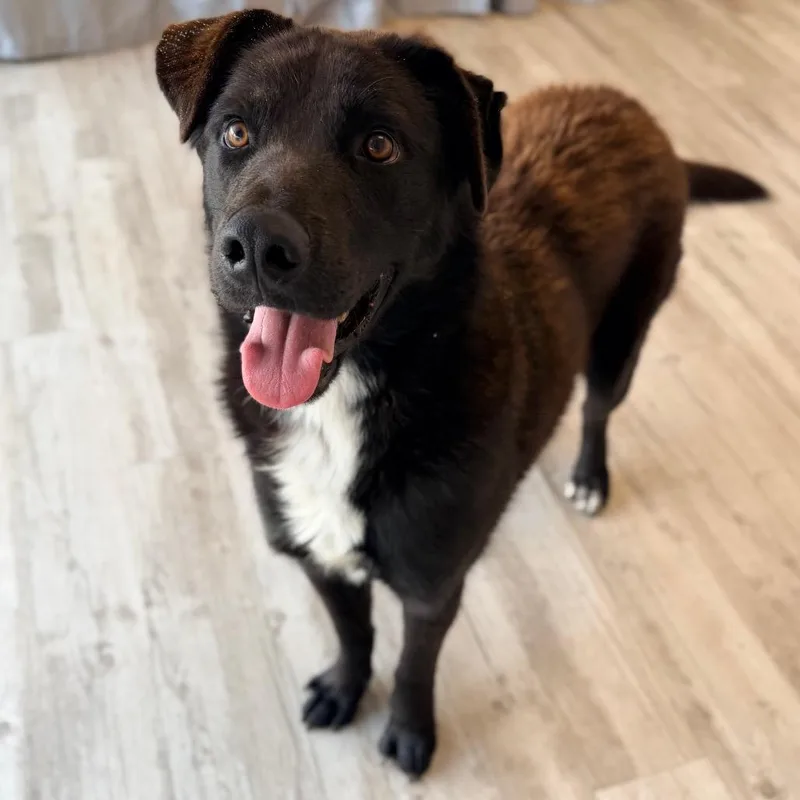 A young medium-sized male Black Australian Shepherd dog named Sammy for adoption in Green Bay, WI