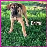 A baby medium-sized female Yellow / Tan / Blond / Fawn Mixed Breed dog named Britta for adoption in Joliet, IL