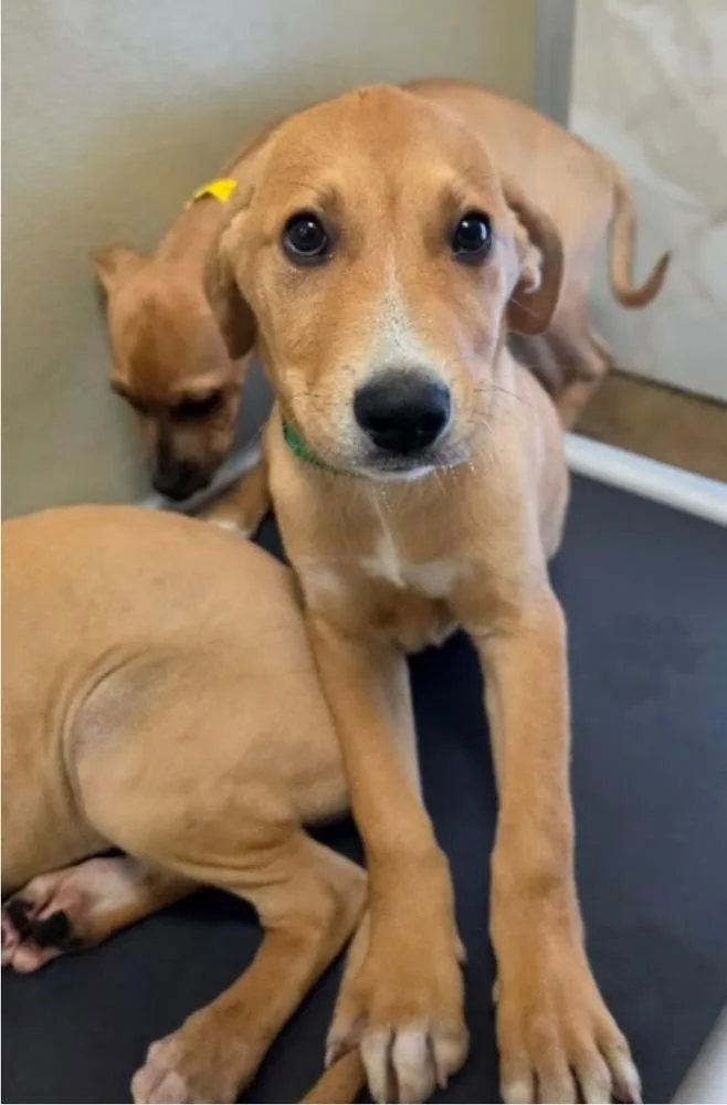 A baby large-sized male Tricolor (Brown, Black, & White) Labrador Retriever dog named Dorito for adoption in Sedalia, CO