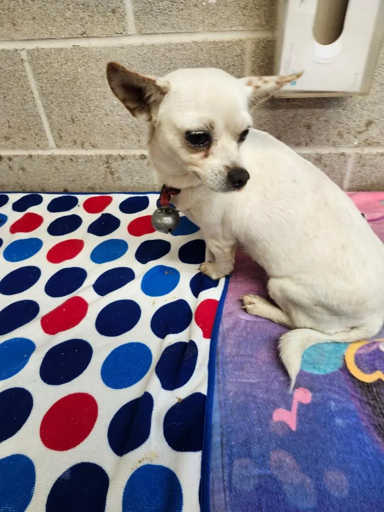 An adult large-sized female Chihuahua dog named Belle for adoption in Lockhart, TX