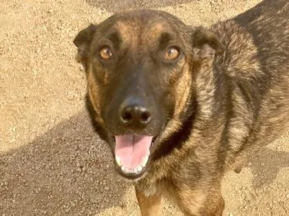 An adult medium-sized female Bicolor Mixed Breed dog named Werewolf for adoption in Georgetown, TX