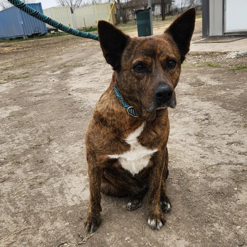 Vanilla Aka Penny Ps