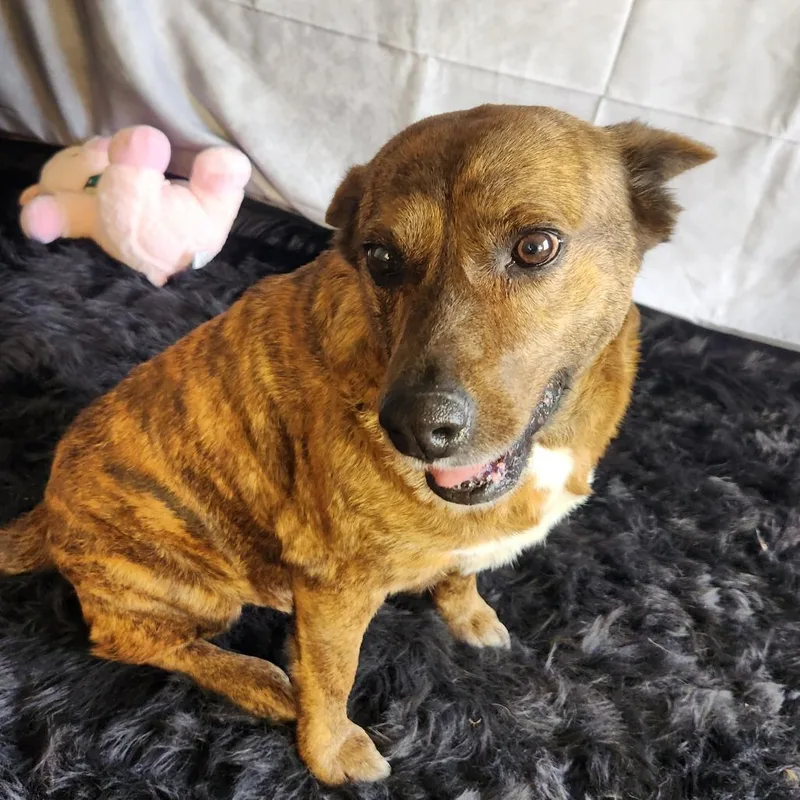 Vanilla Aka Penny Ps thumbnail 2