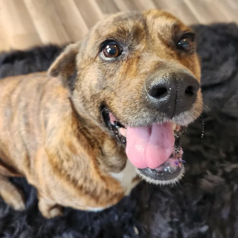 Vanilla Aka Penny Ps thumbnail 3