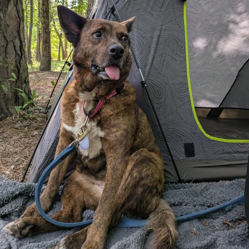 Vanilla Aka Penny Ps thumbnail 4