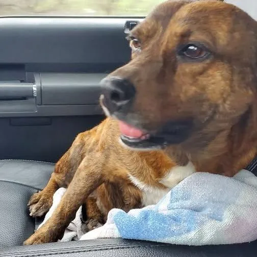 Vanilla Aka Penny Ps thumbnail 5