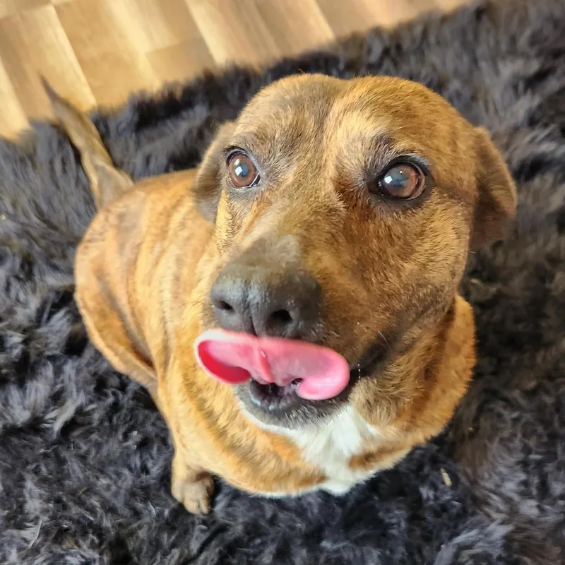 Vanilla Aka Penny Ps thumbnail 6