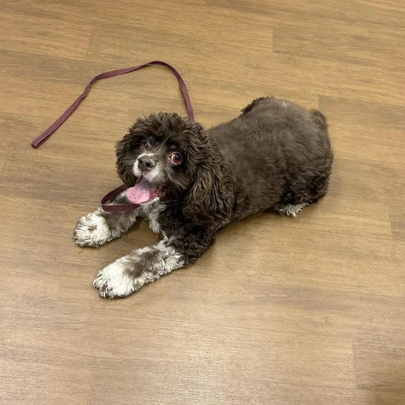 A senior small-sized female Brown / Chocolate Cocker Spaniel dog named Coconut for adoption in Beaumont, TX