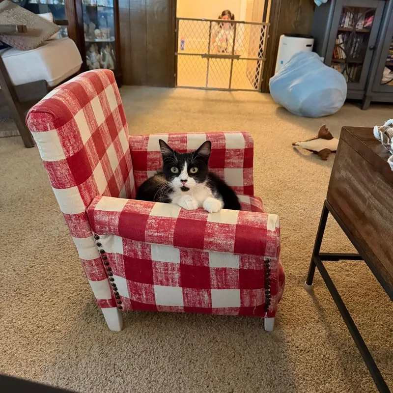 An adult medium-sized female Black Domestic Medium Hair cat named Penny for adoption in Houston, TX