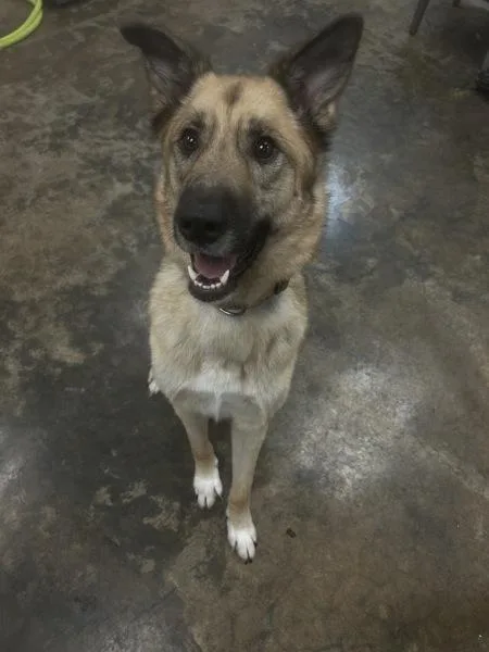 An adult large-sized male German Shepherd Dog dog named Castle for adoption in Osage Beach, MO