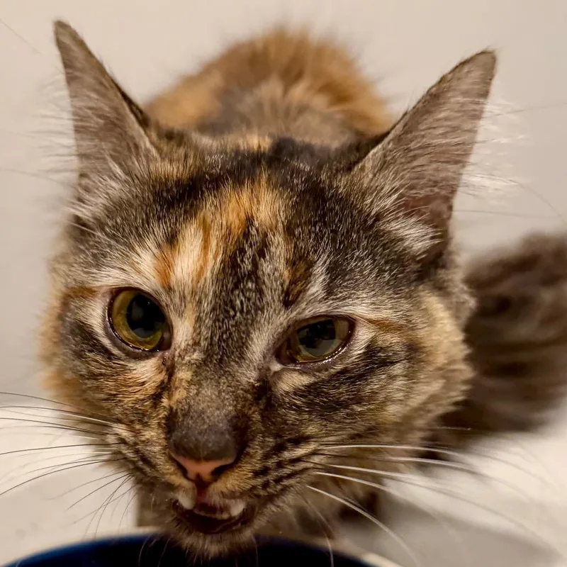 An adult medium-sized female Domestic Medium Hair cat named Etta for adoption in Green Bay, WI
