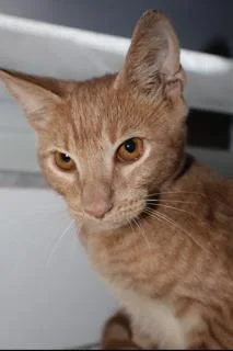 A young small-sized male Domestic Short Hair cat named Creamsicle for adoption in Miami, FL