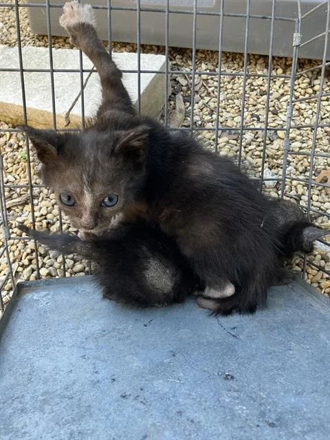 A baby large-sized male Domestic Short Hair cat named Daniel for adoption in Dallas, TX
