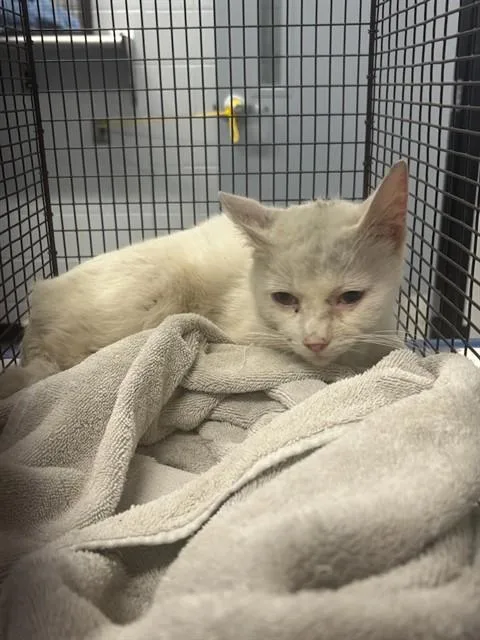 A young small-sized male Domestic Medium Hair cat named Ghoulie for adoption in Kalamazoo, MI