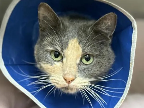 A young small-sized female Domestic Short Hair cat named Lizzie Mcguire for adoption in Portland, OR