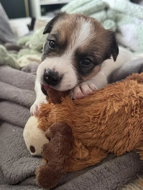A baby small-sized male Pit Bull Terrier dog named Marshmallow for adoption in Indianapolis, IN