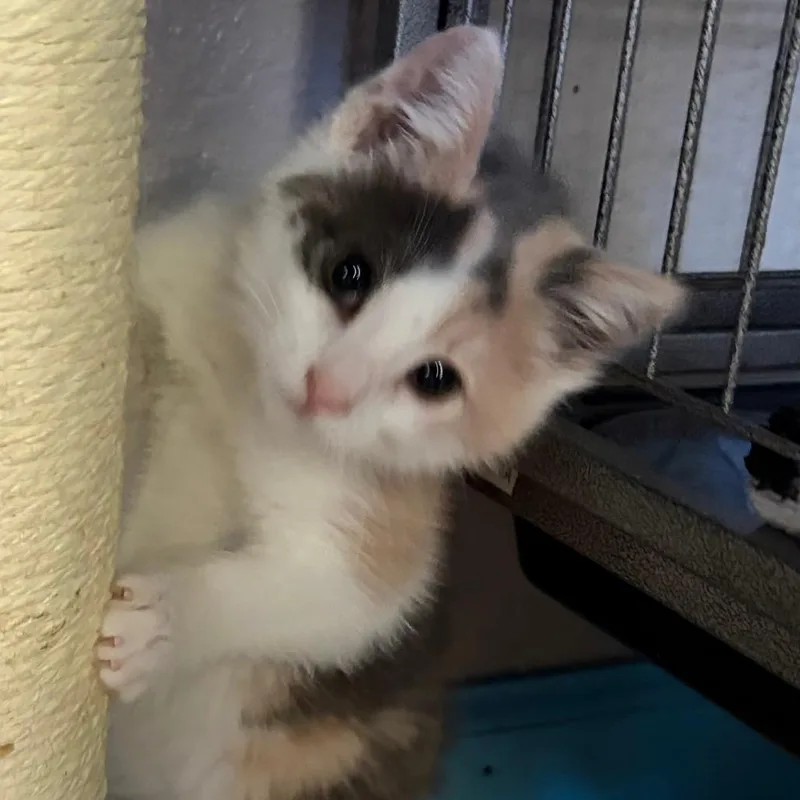 A baby small-sized female Calico Domestic Short Hair cat named Toffee for adoption in Pleasanton, CA