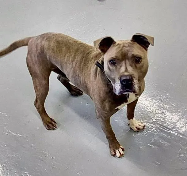 An adult medium-sized male Pit Bull Terrier dog named Cecil  AC for adoption in Greeneville, TN