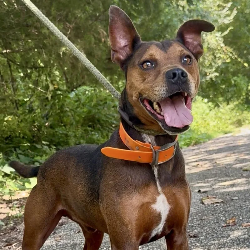 A senior medium-sized male Red / Chestnut / Orange Mixed Breed dog named Willie Walter for adoption in Monroeville, AL