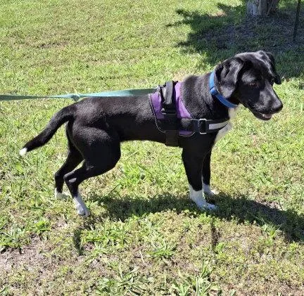 An adult large-sized male Labrador Retriever dog named Brooks for adoption in Mountain View, AR