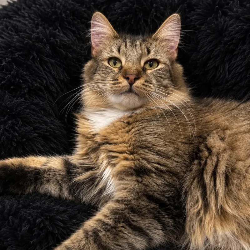 Cashmere