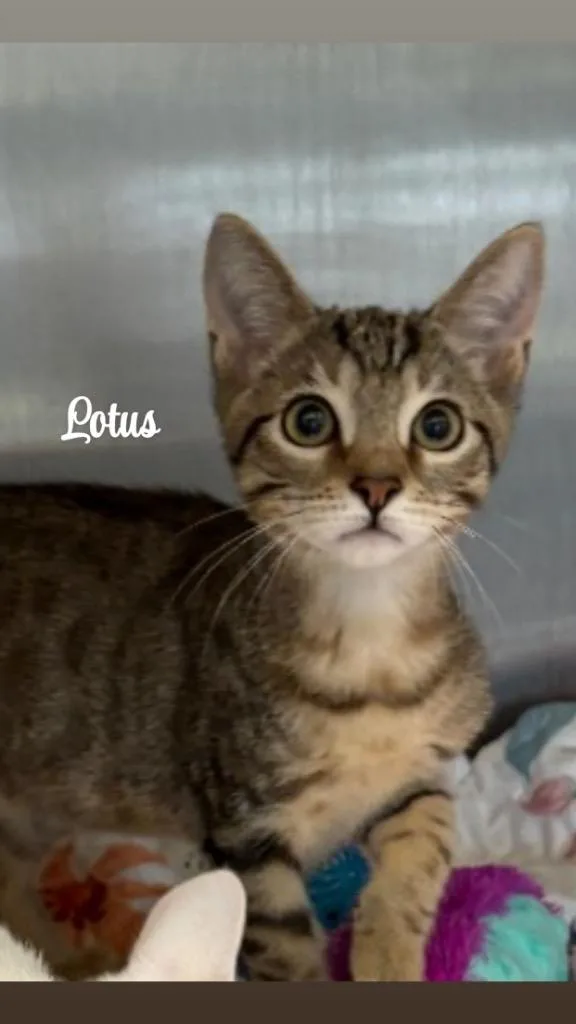 A baby small-sized male Domestic Short Hair cat named Lotus for adoption in Clarksville, TN