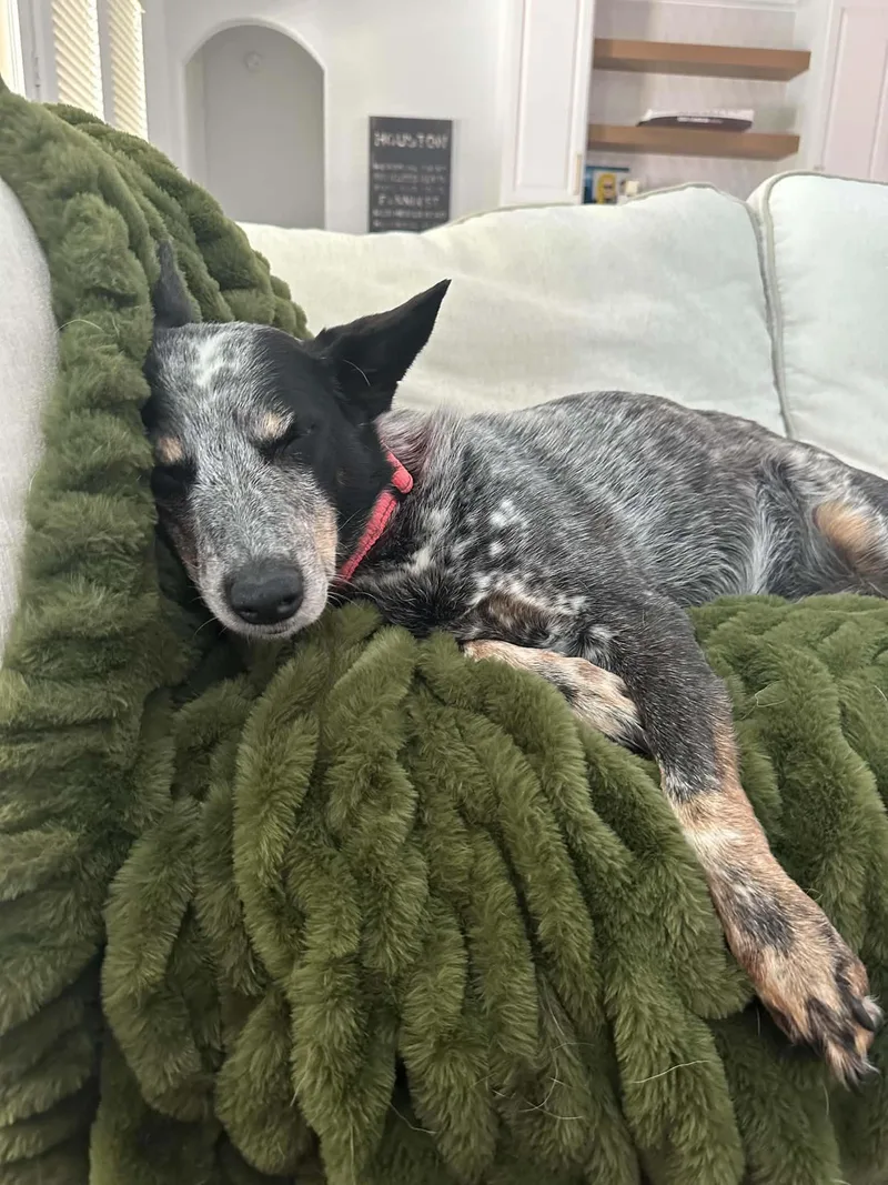 A senior medium-sized female Australian Cattle Dog / Blue Heeler dog named Michelle for adoption in Houston, TX