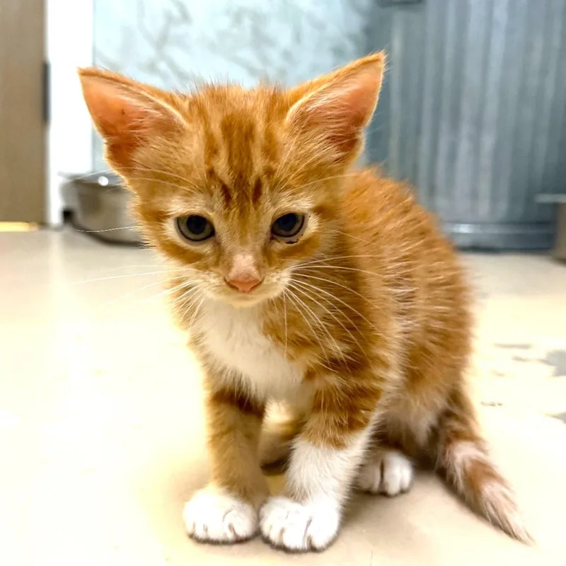 A baby medium-sized female Orange & White Domestic Short Hair cat named Phoebe for adoption in Joshua Tree, CA