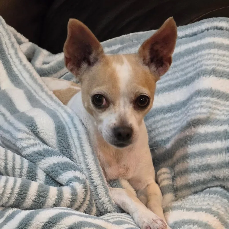 Chloe thumbnail 5