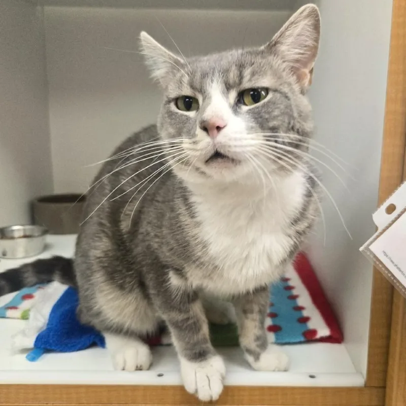A young medium-sized male Gray / Blue / Silver Domestic Short Hair cat named Peter Pan for adoption in Champaign, IL