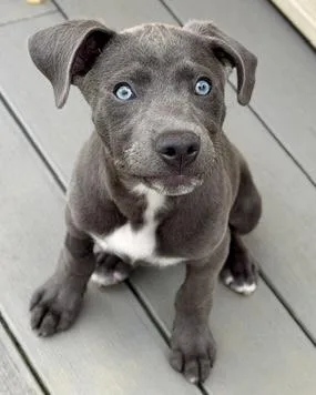 A baby medium-sized male Pit Bull Terrier dog named Walter for adoption in Malvern, PA
