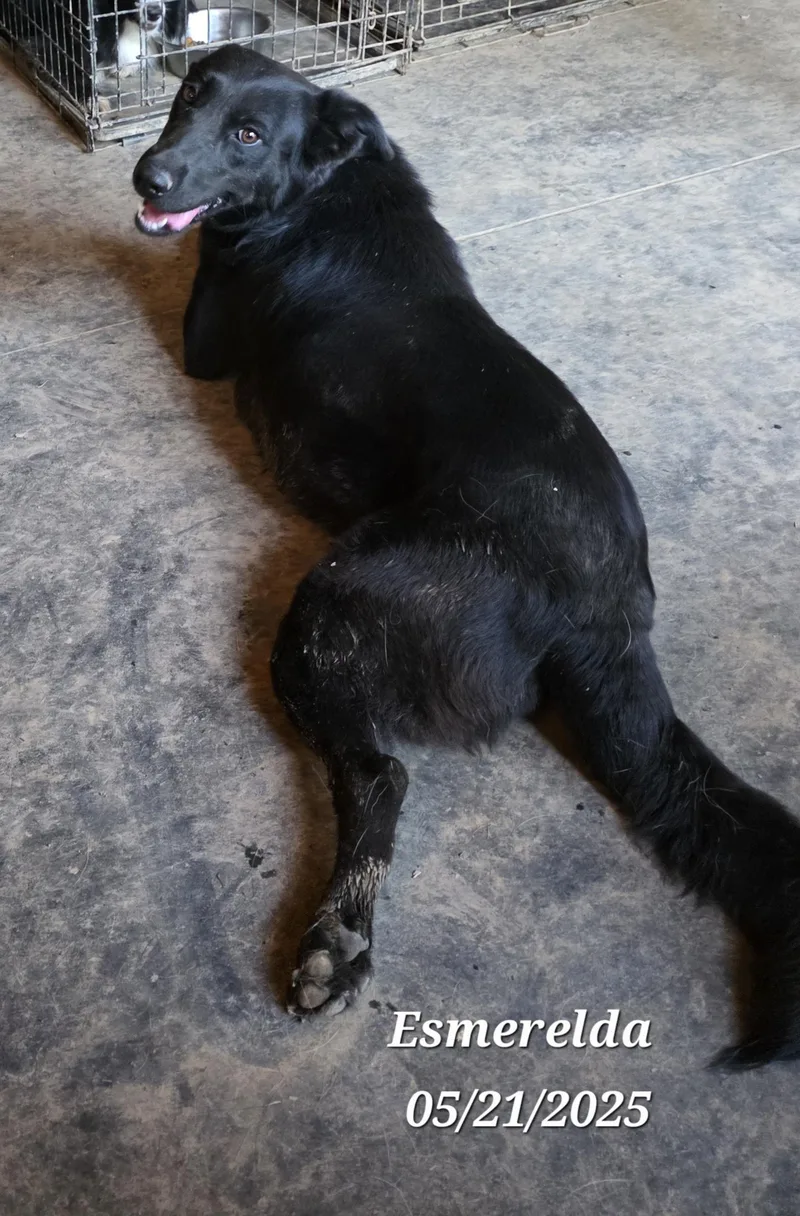 Esmerelda thumbnail 4