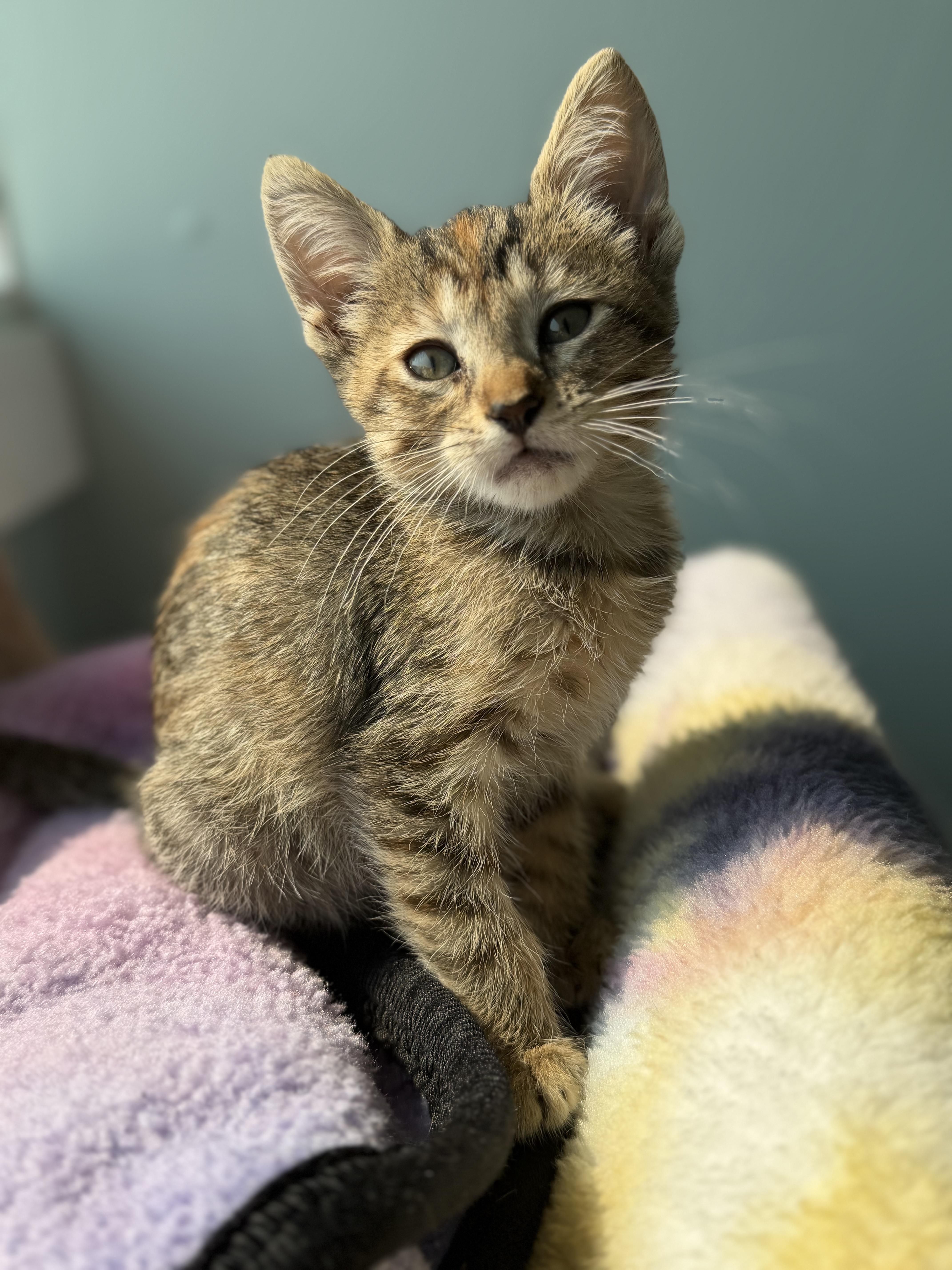 A baby medium-sized female Calico Domestic Short Hair cat named Jessie for adoption in Dodgeville, WI