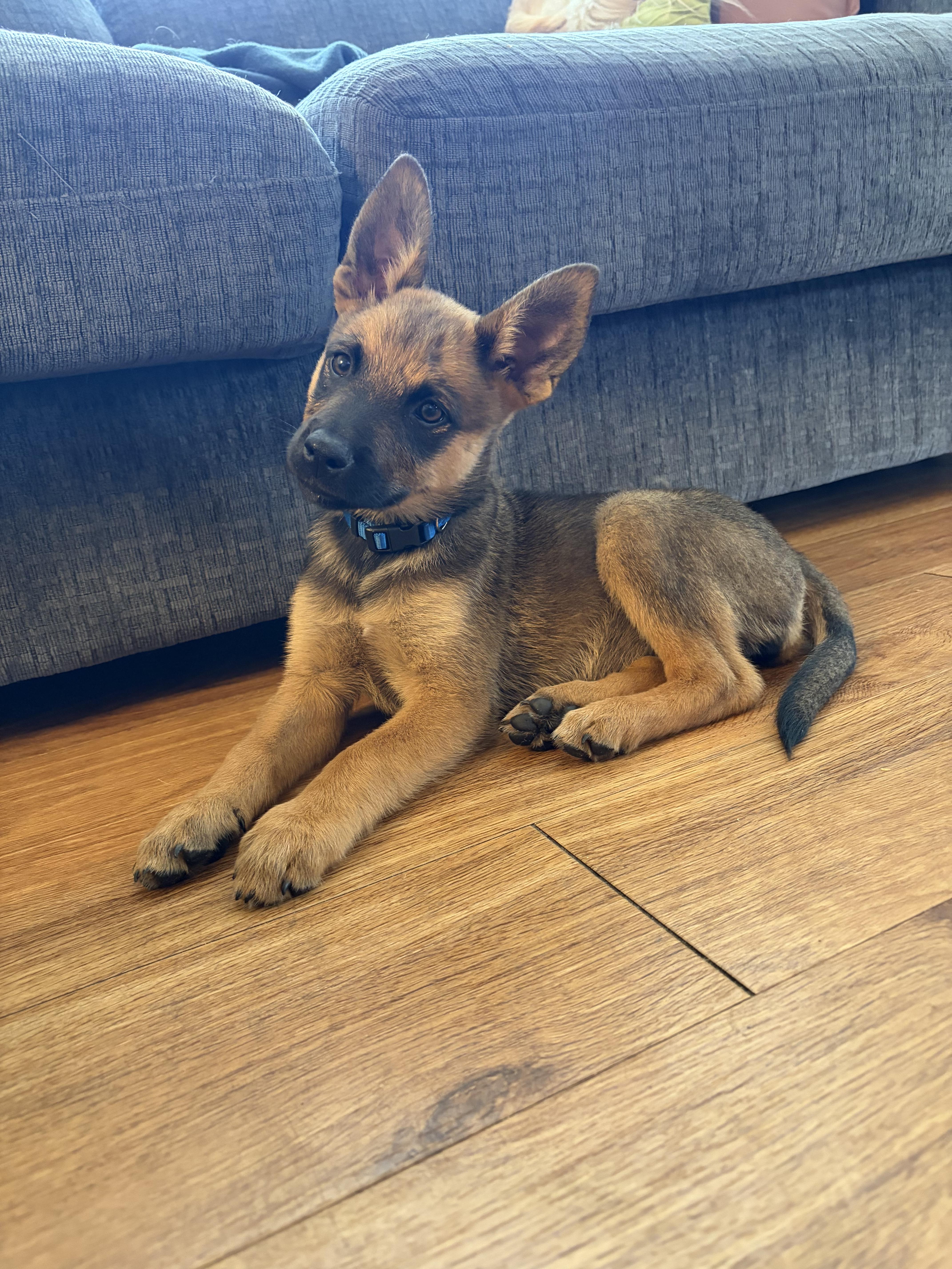 A baby medium-sized female Bicolor Australian Cattle Dog / Blue Heeler dog named Kaia for adoption in Encino, CA