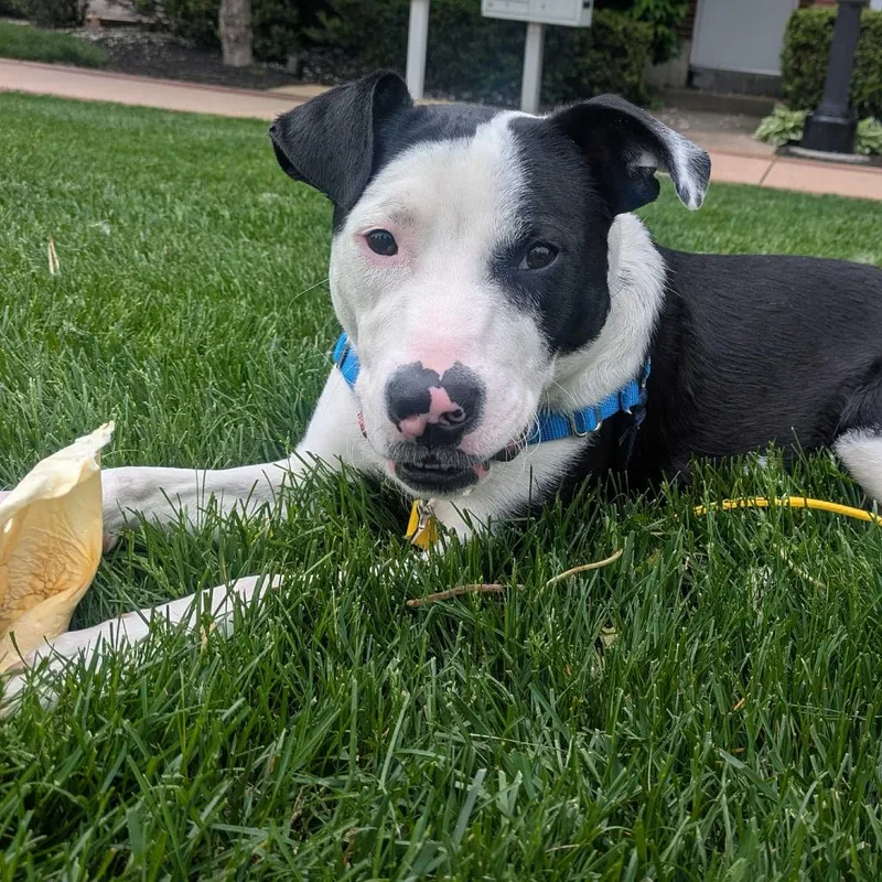 A young medium-sized male White / Cream Pit Bull Terrier dog named Travis for adoption in Newark, DE