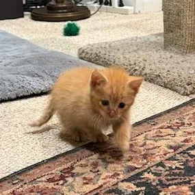 A baby small-sized male Orange & White American Shorthair cat named Brave Blind Baby Hank for adoption in Bristow, VA