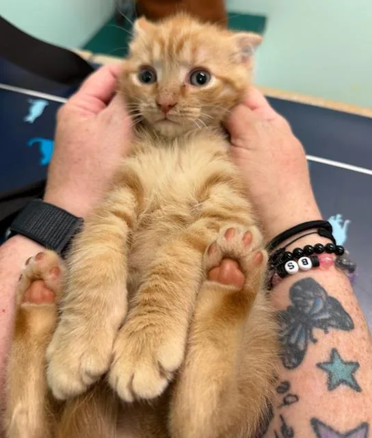 Brave Blind Baby Hank thumbnail 2