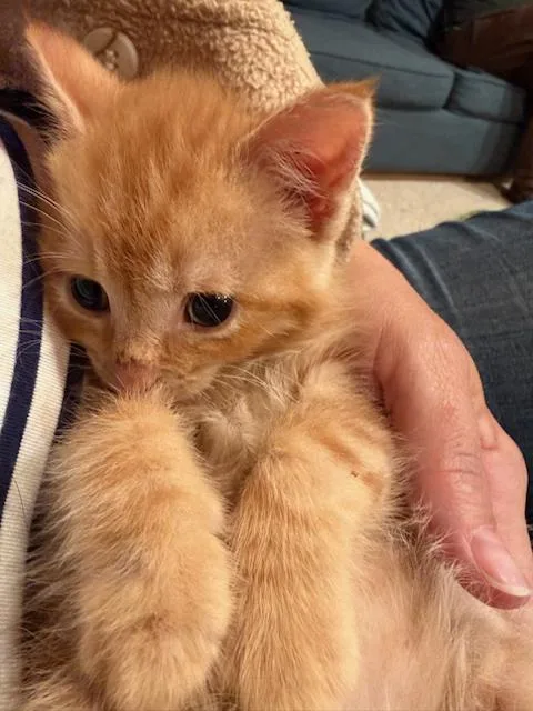 Brave Blind Baby Hank thumbnail 3