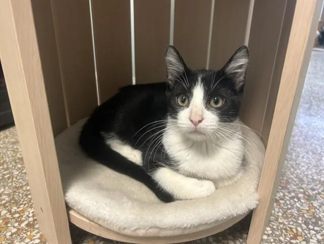 A baby medium-sized male Domestic Short Hair cat named Aerosmith for adoption in Chicago, IL